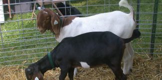 goats stand in a pen.