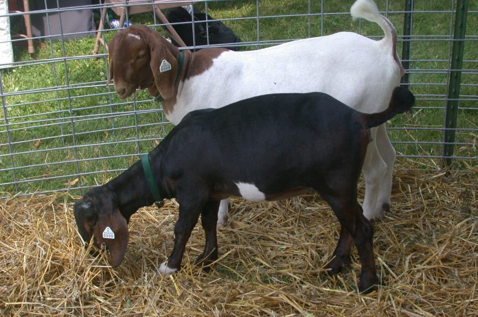boer1 goats stand in a pen.