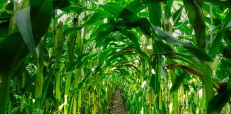 corn