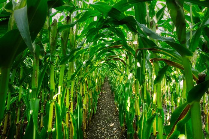 corn corn