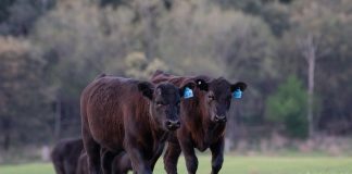 cattle