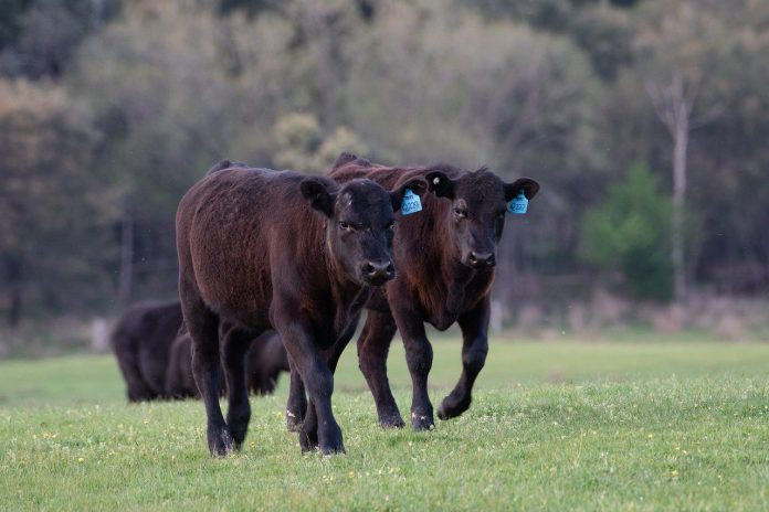 cattle cattle