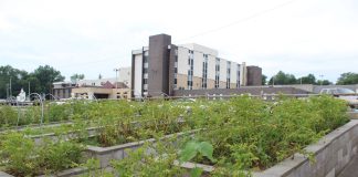 Plants grow in raised beds in a city.