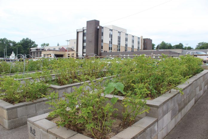 food_deserts_2 Plants grow in raised beds in a city.