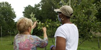 Two women example an apple tree.