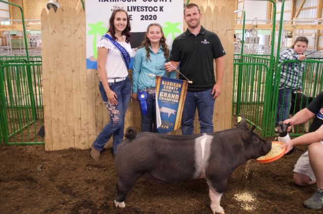 The grand champion hog.