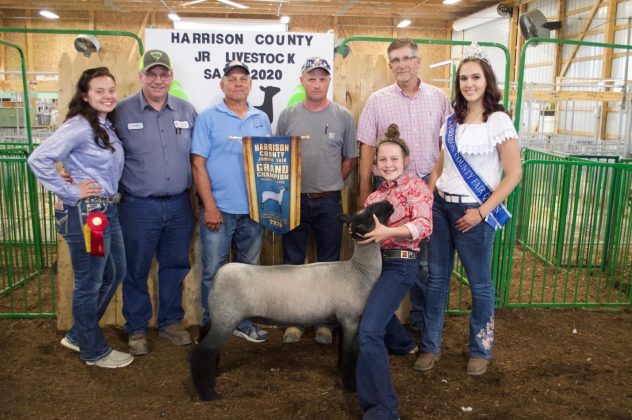 The grand champion market lamb.