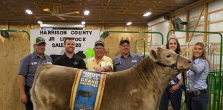 The grand champion market steer.