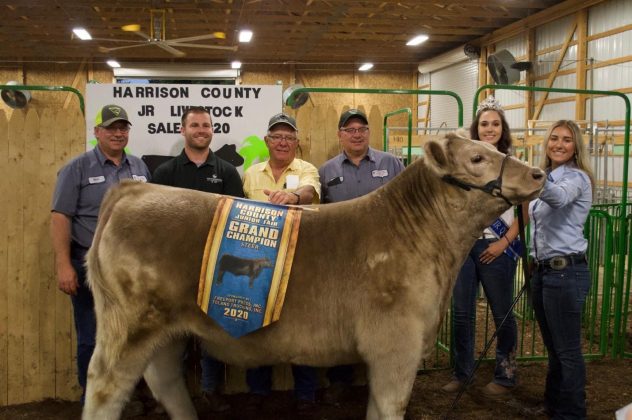 The grand champion market steer.