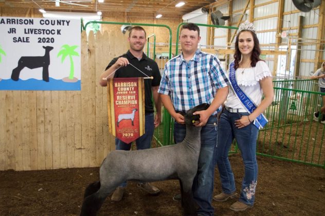 The reserve champion market lamb.