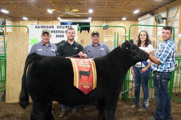 The reserve champion market steer.