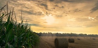 corn, hay