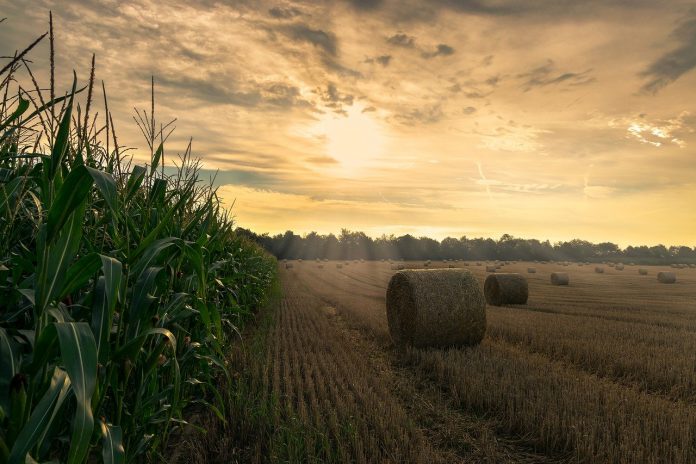 corn, hay corn, hay