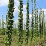 hop-open-house-4