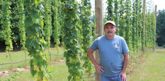 man stands in hopyard