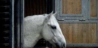 horse
