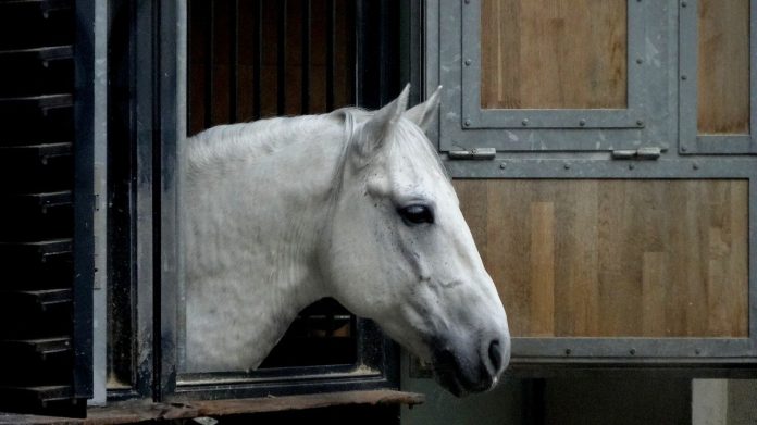 horse horse