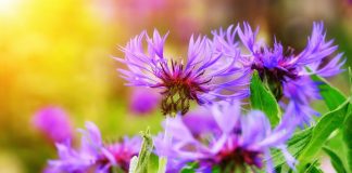knapweed