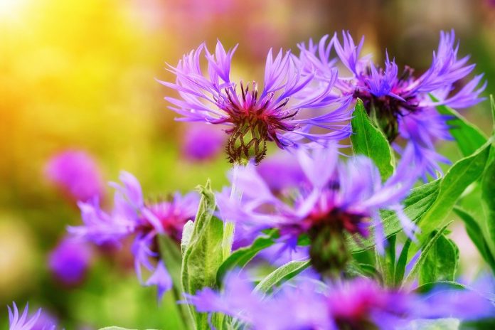 knapweed knapweed