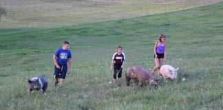 kids walking pigs