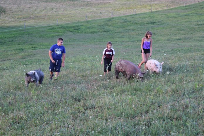 mcgraw-kids-1 kids walking pigs