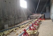 Can pastured livestock ever go mainstream? chick in brooder