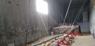 chick in brooder