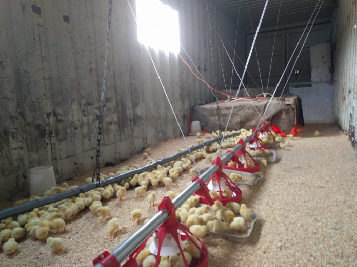 chicks in brooder chick in brooder