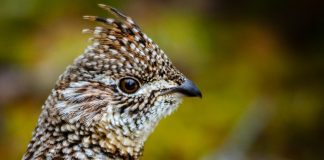 ruffed grouse