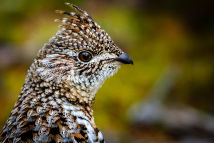 ruffed grouse ruffed grouse
