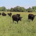 cattle on pasture