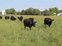 cattle on pasture