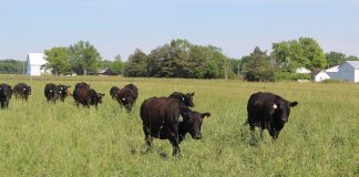 cattle on pasture