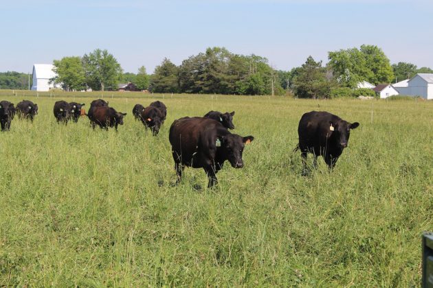 cattle on pasture