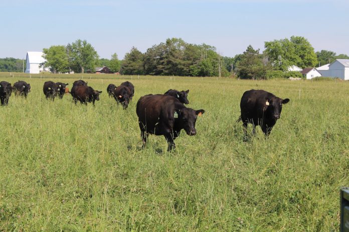 cattle on pasture cattle on pasture