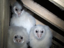 barn owls