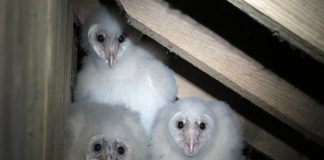 barn owls