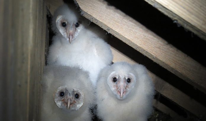 barn owls barn owls