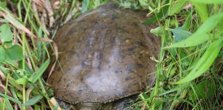 Eastern spiny softshell turtle