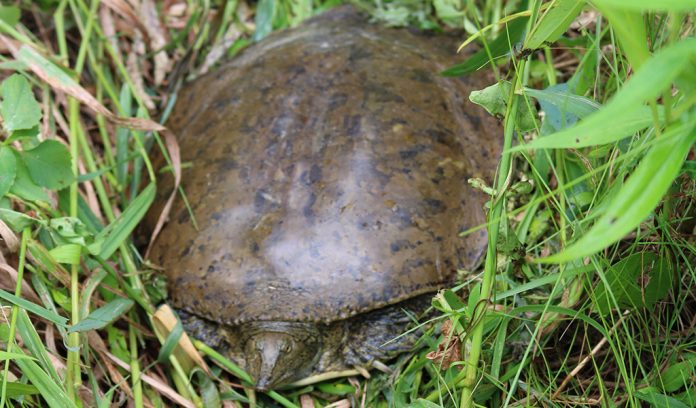 Eastern spiny softshell turtle Eastern spiny softshell turtle