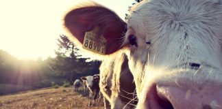 cow