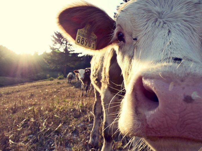 cow cow