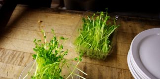 microgreens