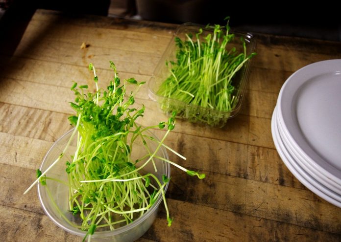 microgreens microgreens