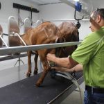 goat milking