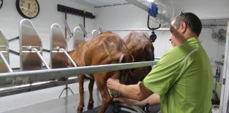 goat milking