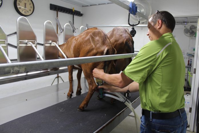 goat milking goat milking