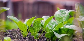 spinach
