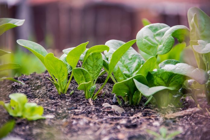spinach spinach