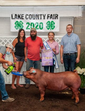 Reserve Champion Gilt